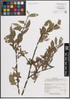 Foto von Salix eastwoodiae Cockerell ex A. Heller